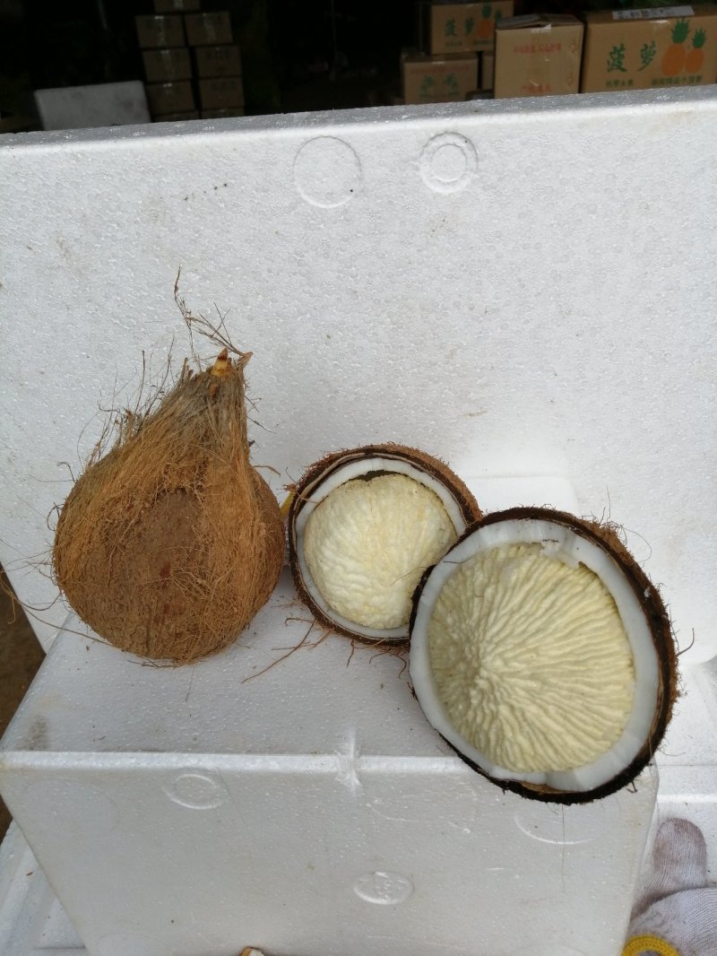 4个椰宝发芽椰子宝耶子网红椰子椰宝宝4个装 水果煲汤包邮