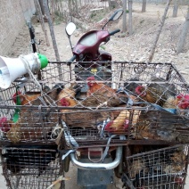 鲁西北散养两年老母鸡，现杀现卖，黄皮黄油，正宗农家货。