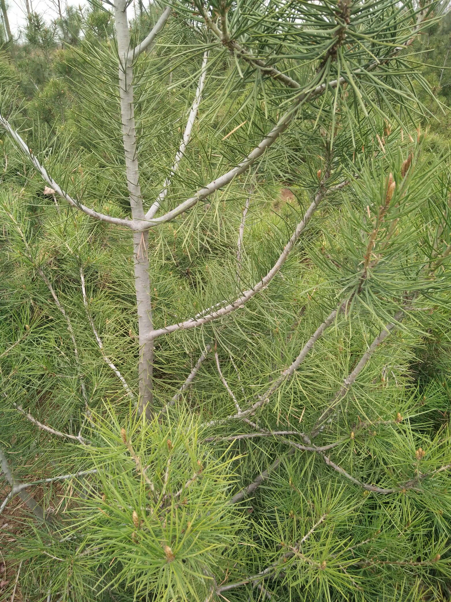 [白皮松批发]甘肃庆阳正宁县松树 120.00元/个白皮松 _ 一亩田