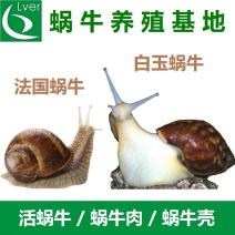 白玉蜗牛、法国蜗牛（光亮大蜗牛）