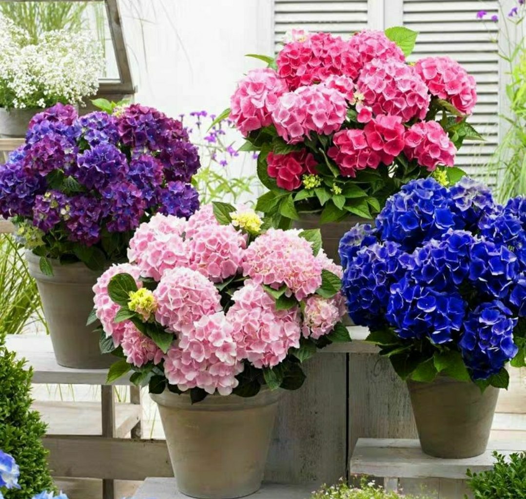 百合花与水培装置艺术