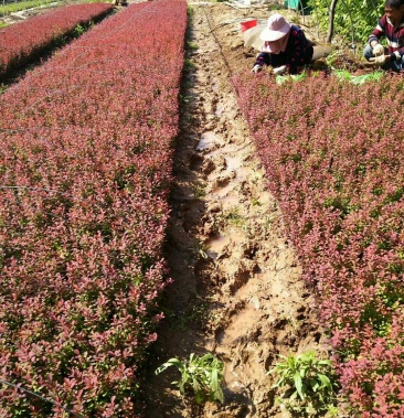 红叶小檗苗.床苗 10-20cm