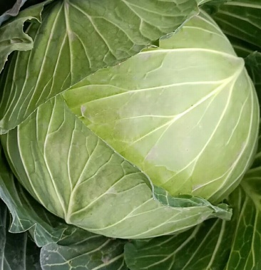 [圆包菜批发]韩将军包菜上市了价格0.38元/斤 - 一亩田