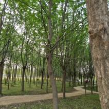 梓树8-15公分，万亩基地价格优惠