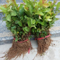 贴梗海棠苗10-20cm