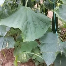 黄瓜