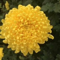 云南金丝皇菊