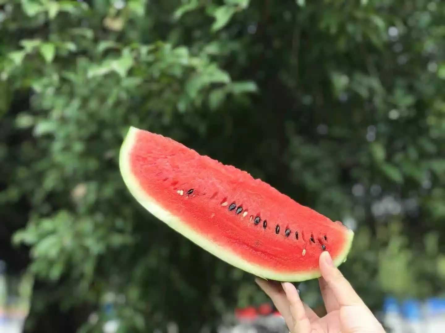 黑美人西瓜表皮触感特写：手部特写正在用拇指指腹轻压瓜身中段，皮肤与瓜皮接触点清晰可见，瓜皮呈现均匀墨绿底色与青黑条纹，表面泛自然哑光蜡质层，无划痕、无斑点、无凹陷