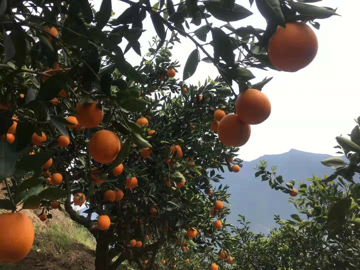 一片连绵起伏的丘陵地带,整齐划一的红心脐橙树排列成行,阳光照射下果实泛着橙红色光泽,部分果实已套袋保护,远处有工人正在田间作业,无人机在空中进行植保喷洒,整体展现现代化果园管理场景 红心脐橙果园航拍图