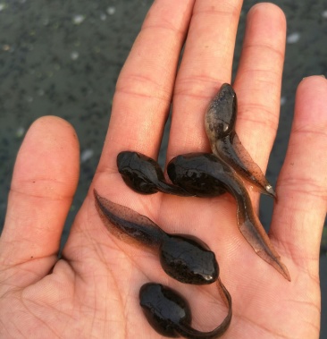 干净漂亮成活率高牛蛙蝌蚪苗大中小圆头都有