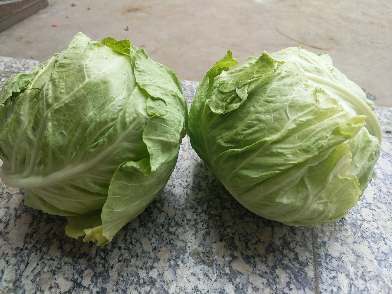 牛心菜整体外观特写