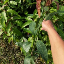 台农一号嫁接苗，芒果苗，本地三年芒（实生苗）
