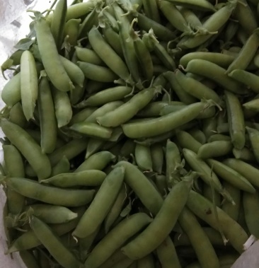 [豌豆批发]豌豆已经上市三天价格1.80元/斤 - 一亩田