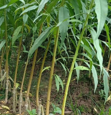 鹰嘴密桃苗广东省连平县发货