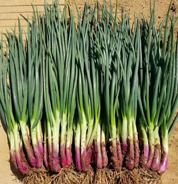 云南泸西小葱红葱质量保证产地直供长年有货