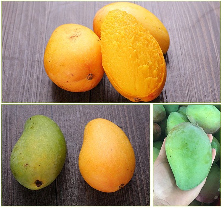 芒果不同成熟阶段对比图