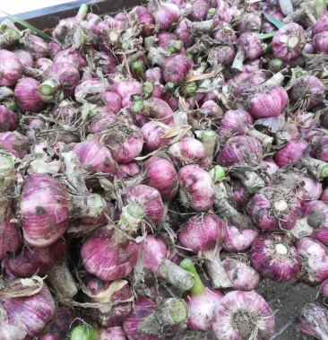 [大蒜批发]中牟县超早熟鲜蒜我处抢先上市!价格2.00元/斤 - 一亩田