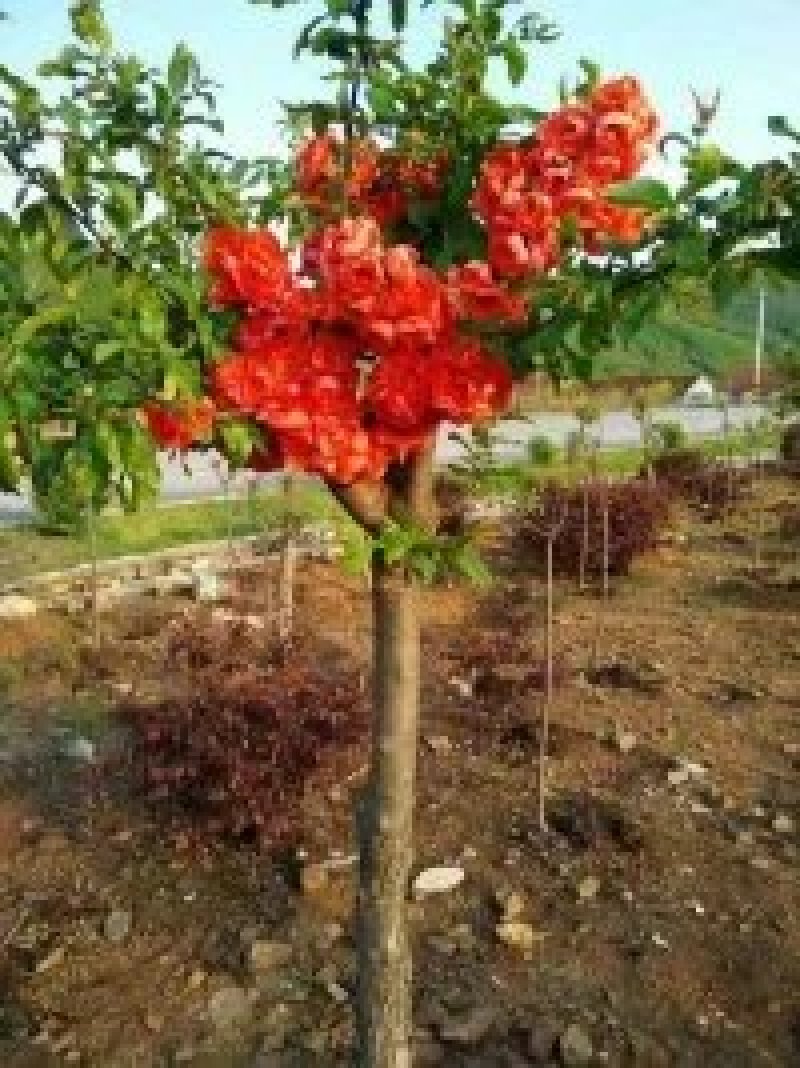 [海棠苗批发]辽宁丹东凤城市海棠苗 20.00元/棵富贵王子海棠 _ 一亩田