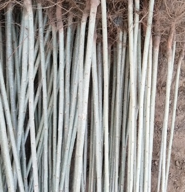 一年生杨树苗小美汉杨树