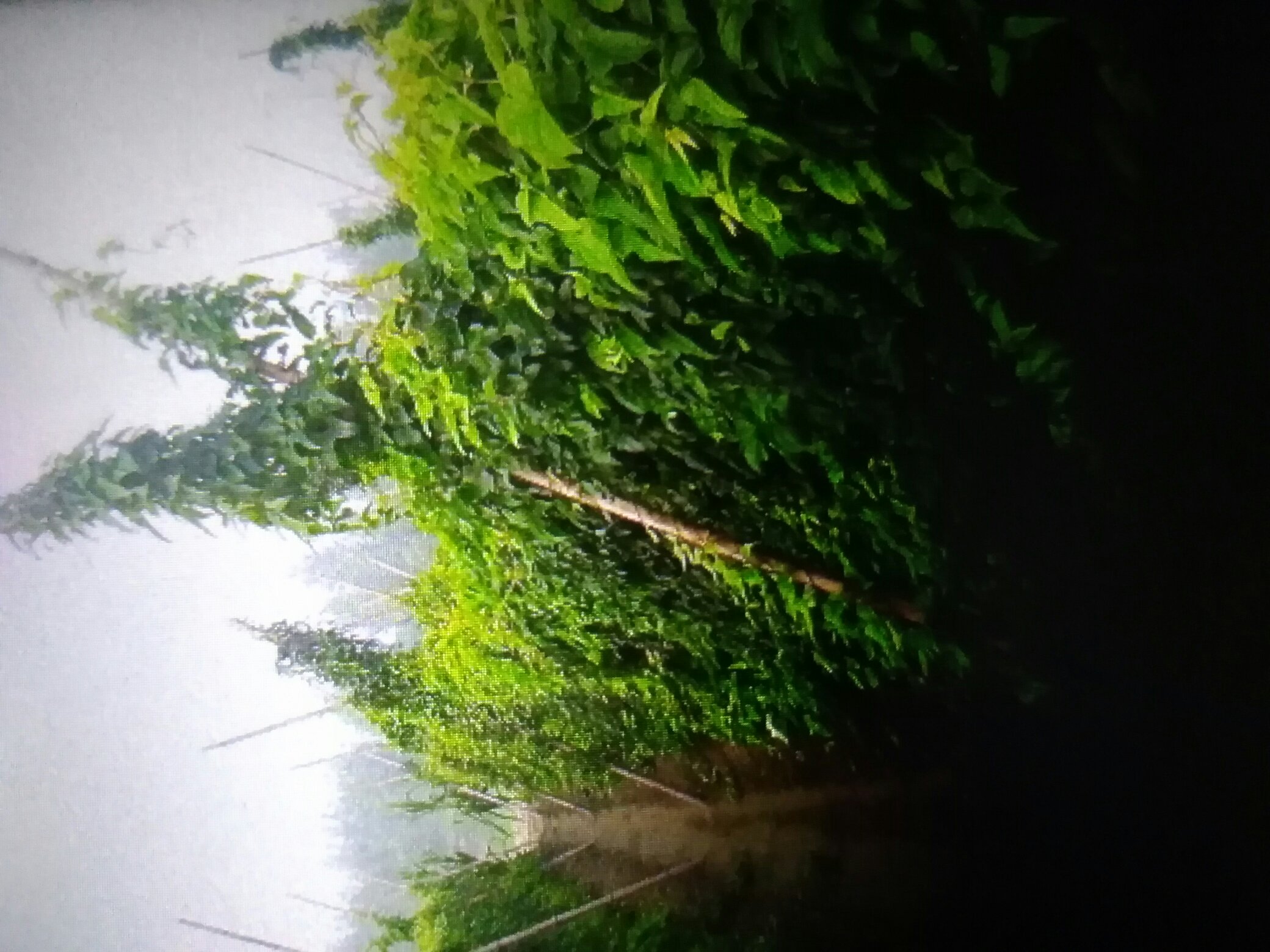 展示棒山药在田间生长的场景,藤蔓缠绕,地面可见部分山药棒的根茎 棒山药在农田中生长的场景