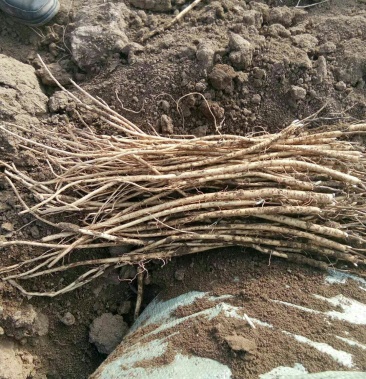 2020年育的黄芪苗子