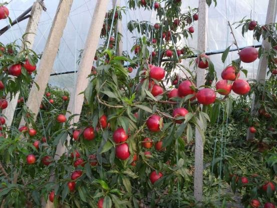 中油九号油桃树挂满成熟果实的果园实景