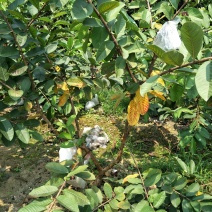 芭乐苗