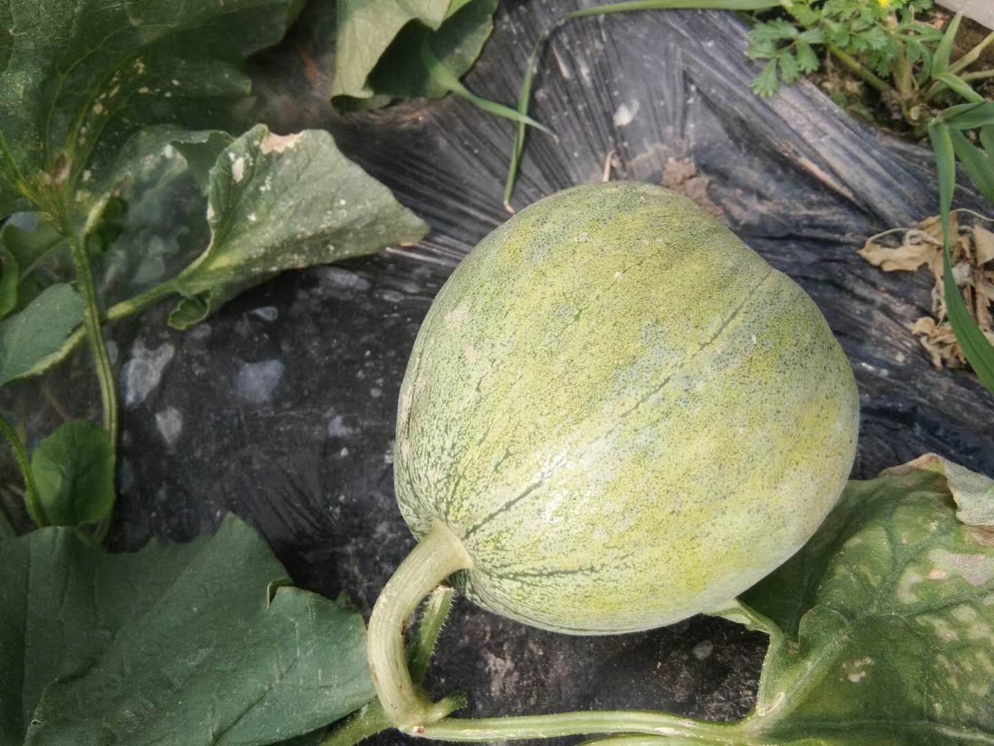 一个成熟的绿宝蜜瓜静置于木质背景上,果实呈椭圆形,表皮为浅绿色并覆盖均匀细密的网状纹理,切开一侧露出橙黄色的果肉与中心腔室,周围散落几片绿叶,光线柔和,突出果实的新鲜质感与诱人色泽 绿宝蜜瓜整体外观特写