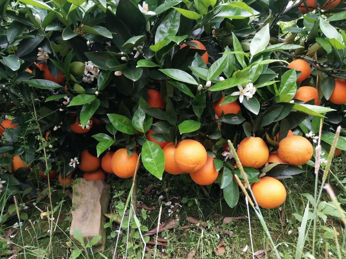 夏橙成年结果树春季挂果特写:树冠中上部密集悬挂直径6–8cm金黄色果实,果皮细腻有光泽,少量果实向阳面呈现浅橙红色晕染;叶片为深绿色革质椭圆形,叶脉清晰;背景为云雾缭绕的坡地生态果园,地面覆盖浅褐色有机 mulch,体现绿色栽培管理 夏橙树挂果实景:枝头垂挂金黄饱满果实,部分果皮略带微红晕,叶片浓绿油亮,背景可见春季湿润山地果园环境