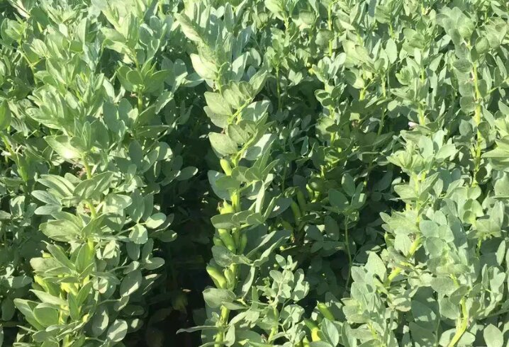 一片绿意盎然的蚕豆田,农民正在手工采摘成熟的豆荚,阳光洒落,远处有竹筐盛满新鲜蚕豆,展现原生态农产品来源 蚕豆田与收获场景