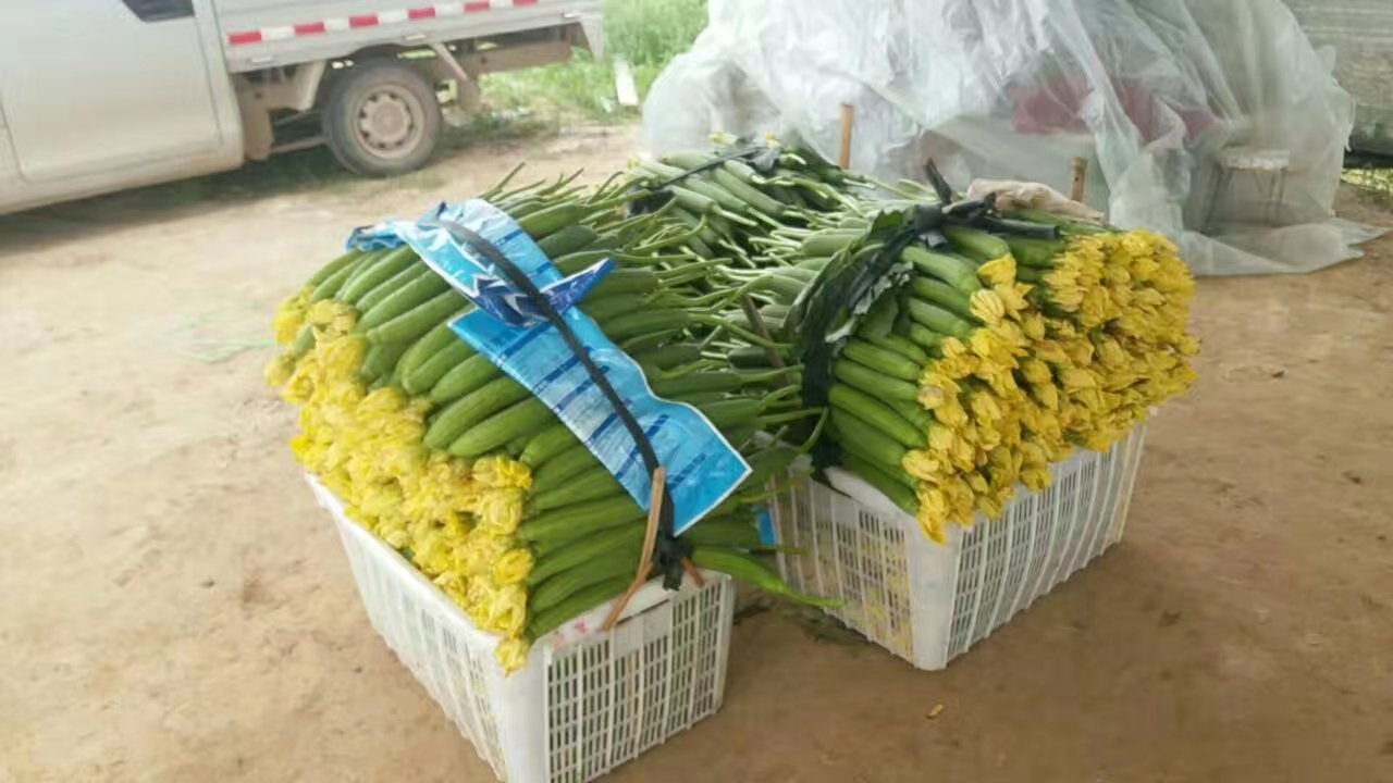 丝瓜开花时节蜜蜂飞舞 丝瓜开花时节蜜蜂飞舞