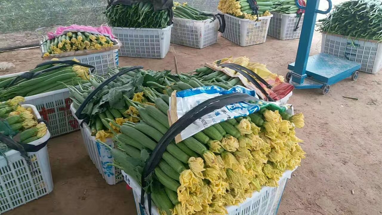 长丰丝瓜电商打包发货现场