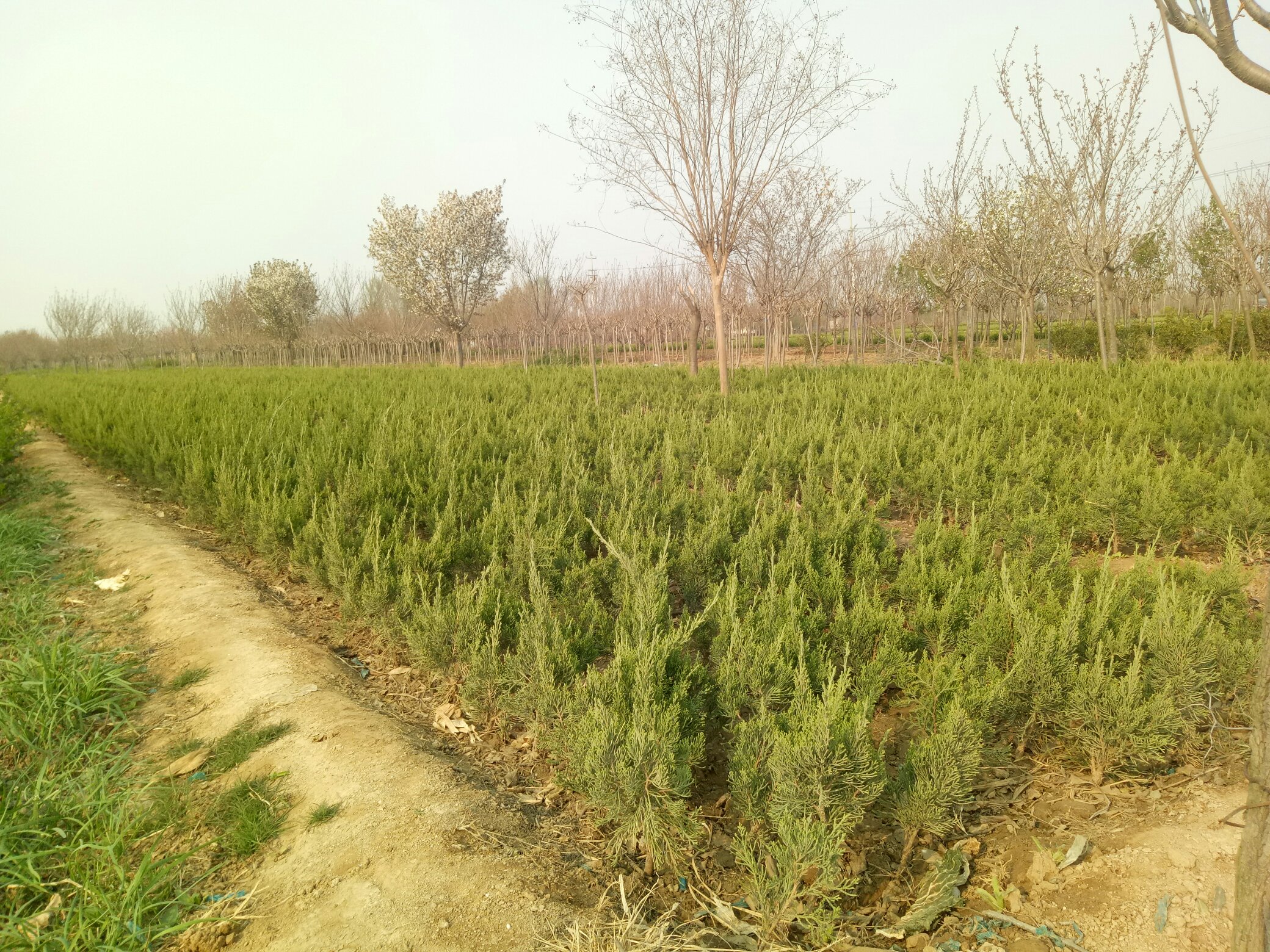 龙柏在早春时节绽放的小花,呈现出淡黄绿色,与翠绿叶片相映成趣 龙柏春季开花特写