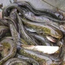 胡子鲶