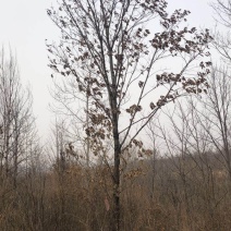 辽宁吉林黑龙江野生独杆蒙古栎大树柞树新开山场手续齐全