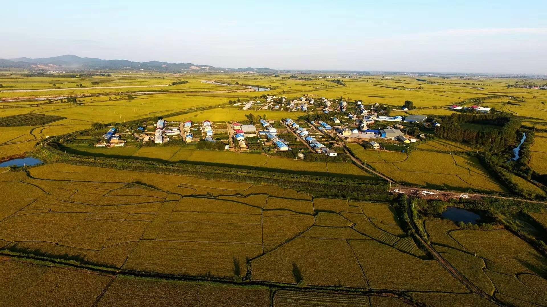 农民在稻田中收割水稻