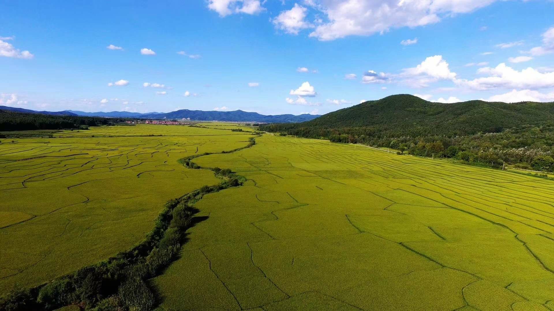黑龙江省五常市核心水稻种植区航拍图,展示连片的梯田式稻田,背景为长白山脉余脉,河流穿行其间,体现优越的生态环境与规模化种植格局 五常市核心水稻种植区航拍图