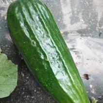 精品脆瓜