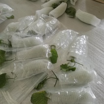高石脆瓜大量上市