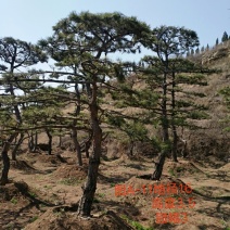 造型松