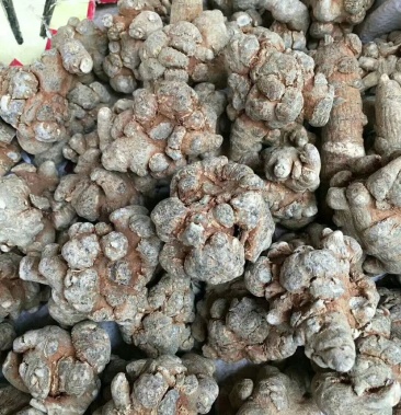 [三七批发]三七带帽30头 免费打粉价格125.00元/斤 - 一亩田