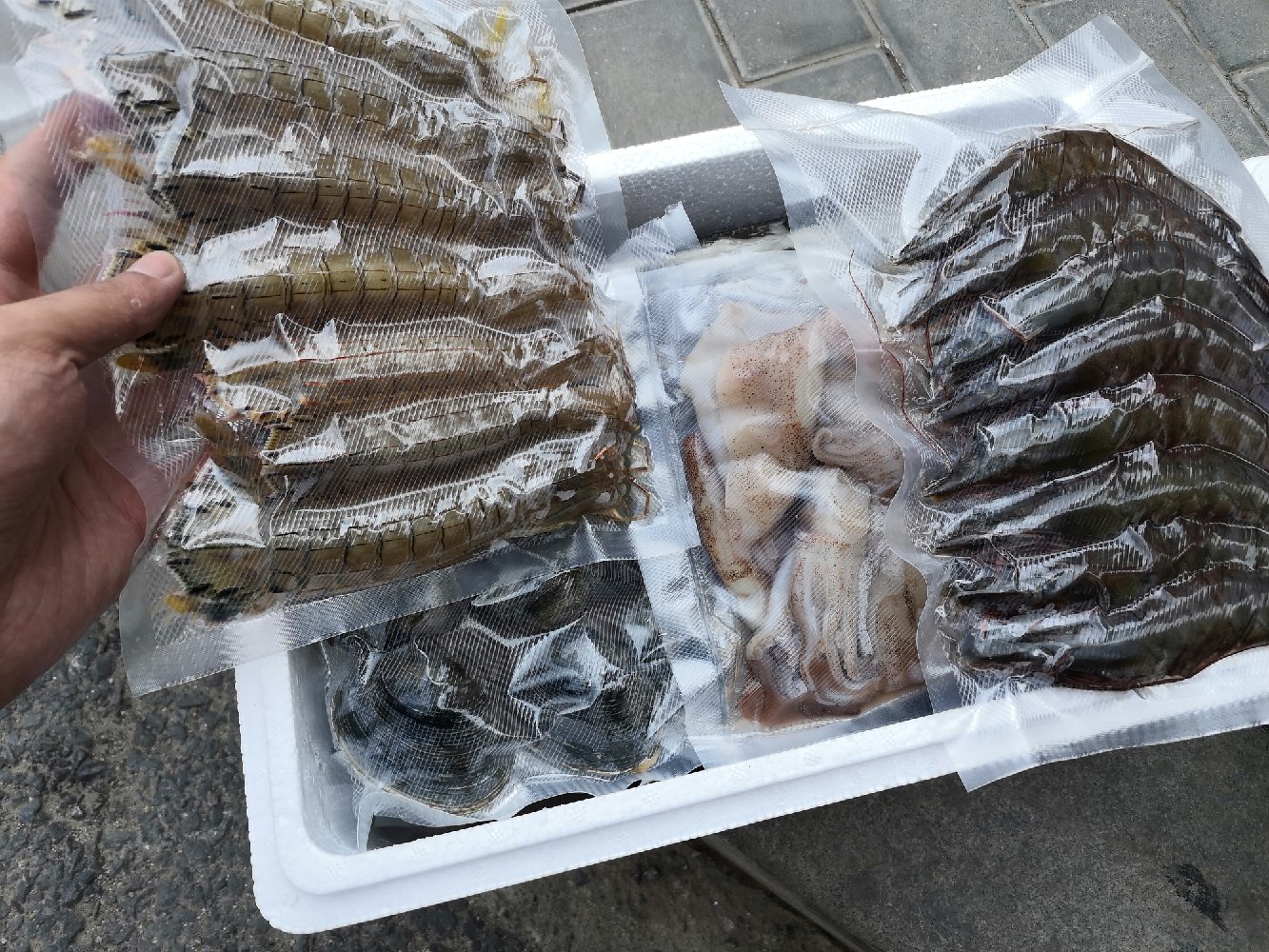 墨鱼与鱿鱼对比图