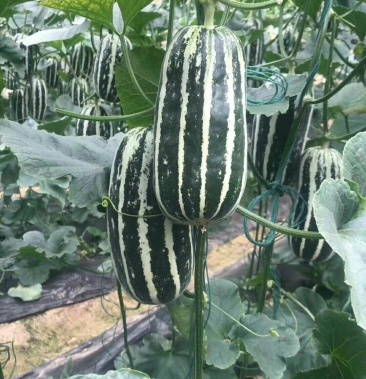 山东寿光田马博洋9甜瓜高温朋博洋91甜瓜