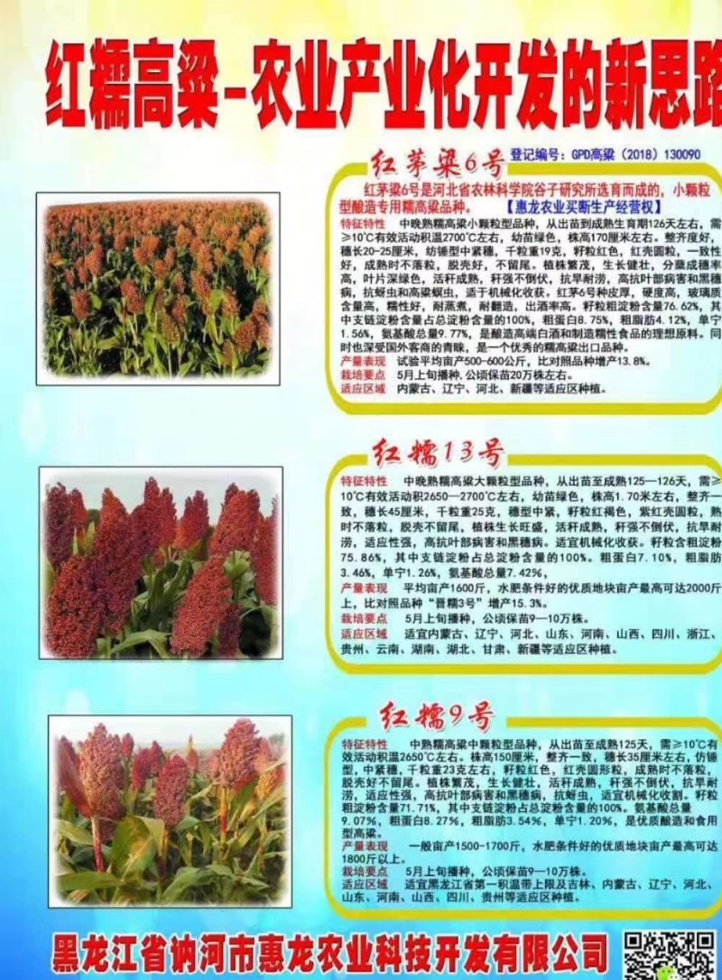 红糯9号高粱种子简介图片