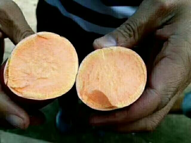 商薯19的切面展示其细腻的金黄色薯肉，表面有自然糖分渗出