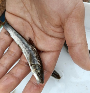 黑鲩鱼苗 青鱼苗 罗非鱼苗 淡水鱼苗批发