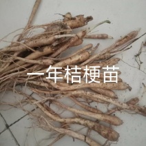 桔梗种苗苗桔梗芽一年生免费技术指导包回收