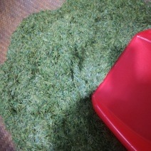 龙井茶