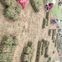 优质台湾马尼拉草皮有售，货源充足，长期供应，物美价廉