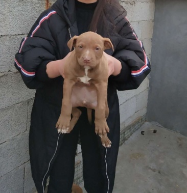 比特犬活體大骨架巨型比特犬幼犬鬥狗活體比特犬純種比特犬